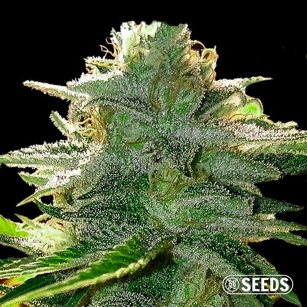 View Moby Dick 100% feminized bulk seeds - GB