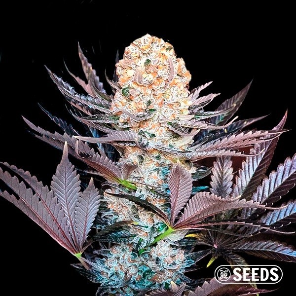 View Critical feminized seed