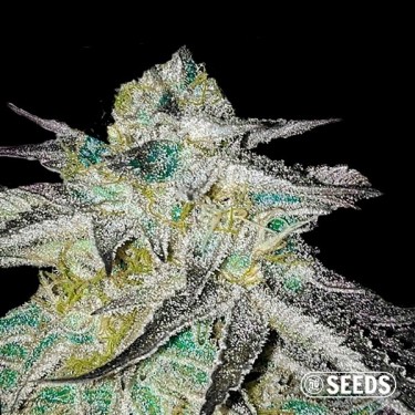 Critical Jack Feminized Bulk
