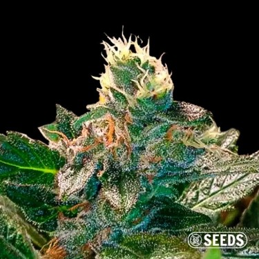 Cheese Feminized Bulk