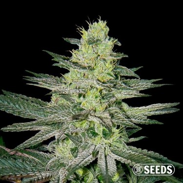 Amnesia Cannabis plant