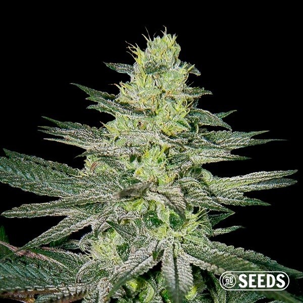 View Amnesia Cannabis plant