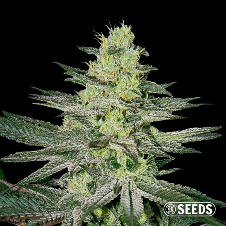 Amnesia Cannabis plant