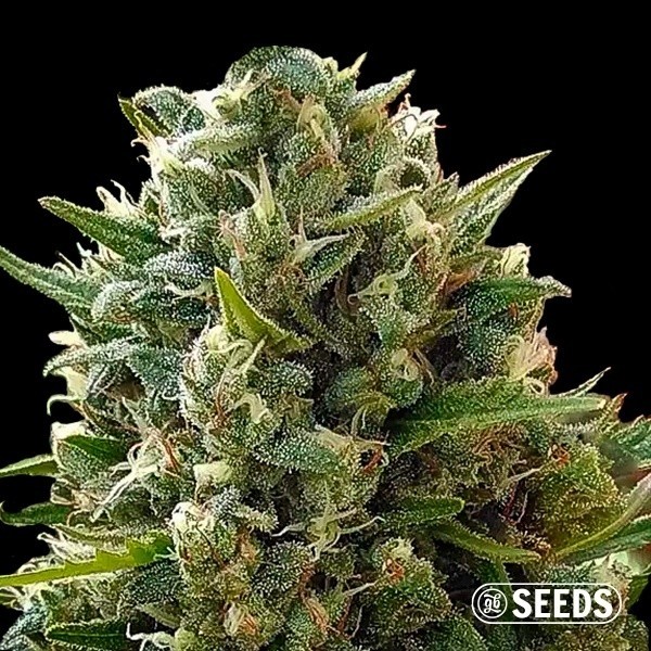 View Cannabis plant AK GB