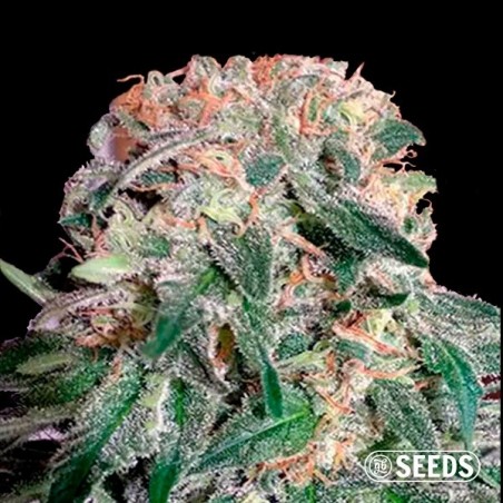 Auto Banana XL CBD bulk seeds - GB The Green Brand