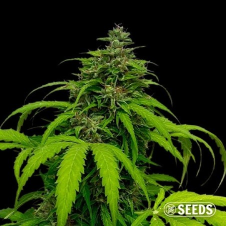 Auto White CBG feminized seed - GB The Green Brand