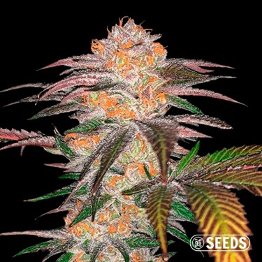 Auto Zkittlez 100% Feminized Seeds - GB