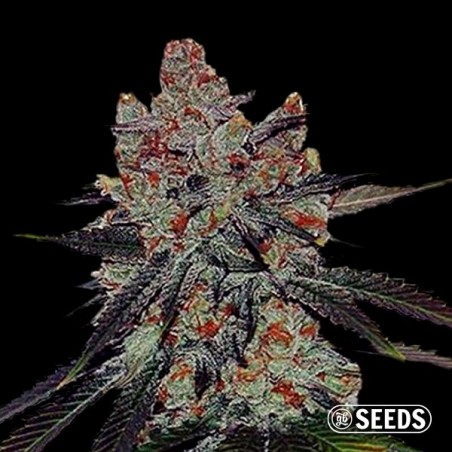 Auto Sherbert XXL 100% Feminized Bulk seeds - GB