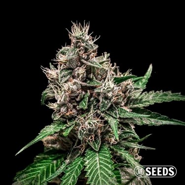 Auto Bruce Banner - 100% Feminized - GB