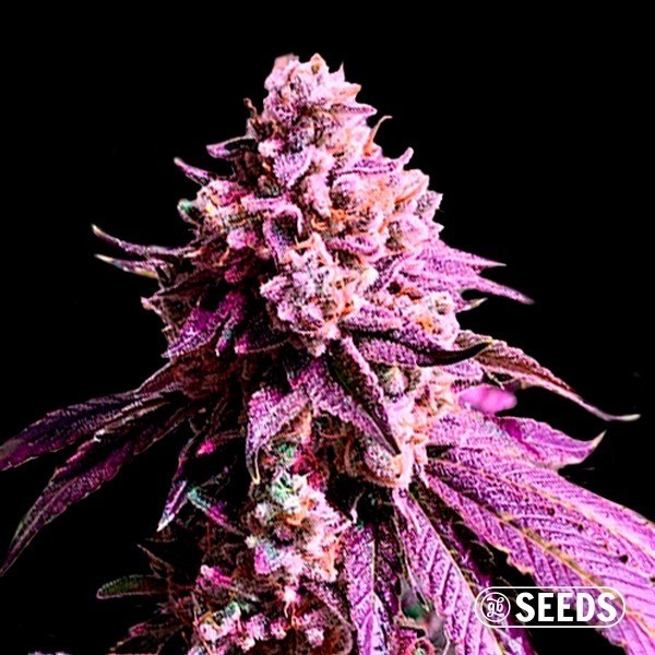 View Auto Purple Sunset XXL - 100% Feminized - GB