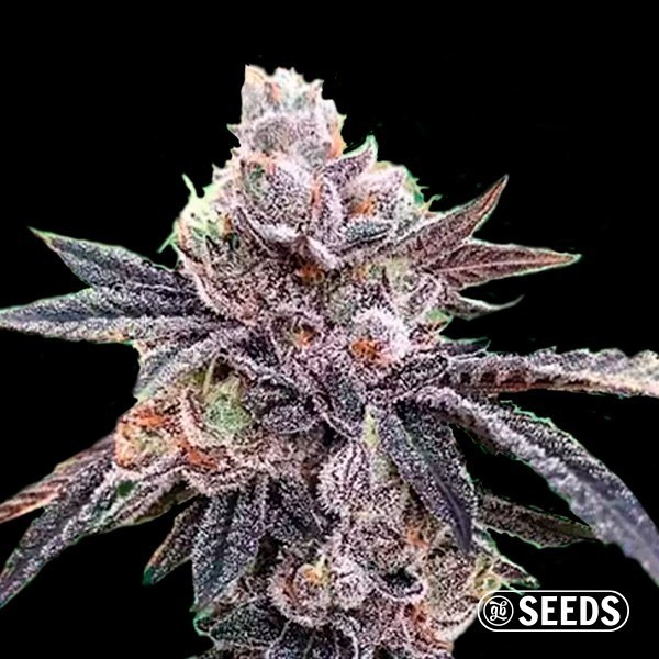 View Auto Runtz Feminized Bulk/Loose Seeds - GB