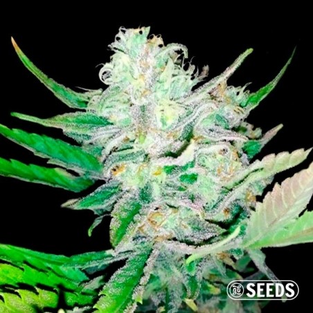 Auto Girl Scout Cookies 100% Feminized - GB