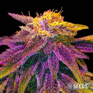 Auto Original GB XXL - Bulk Fem Seeds - GB