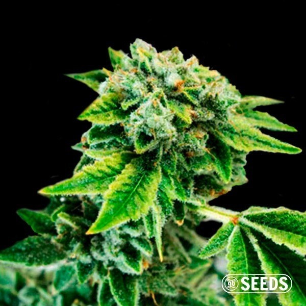 View Auto Gorilla  XXL 100% Feminized Seeds - GB