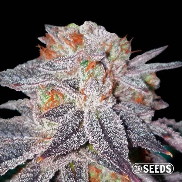 View Auto OG Kush automatic seeds in bulk - GB