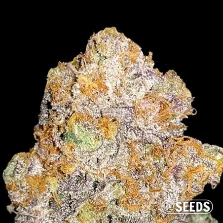 Auto Mamba XXL autoflowering - Bulk seeds - GB