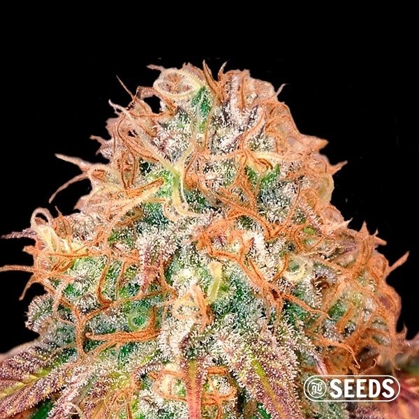 Auto Maxi Gom autoflowering in bulk - GB
