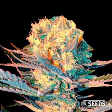 Auto White Widow XXL -Bulk Seeds - GB
