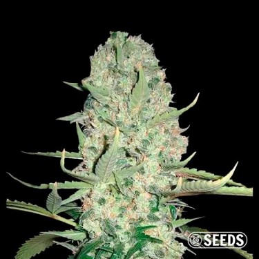 Auto Super Skunk XXL 100% feminized in bulk - Grow Barato