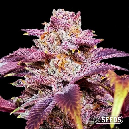 Auto Somango XXL in bulk - GB The Green Brand