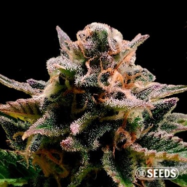 Auto Jack Herer feminized marijuana seed - GB