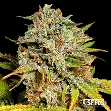 Auto Critical GB XXL feminized