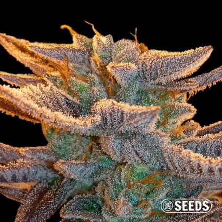 Auto Amnesia XXL