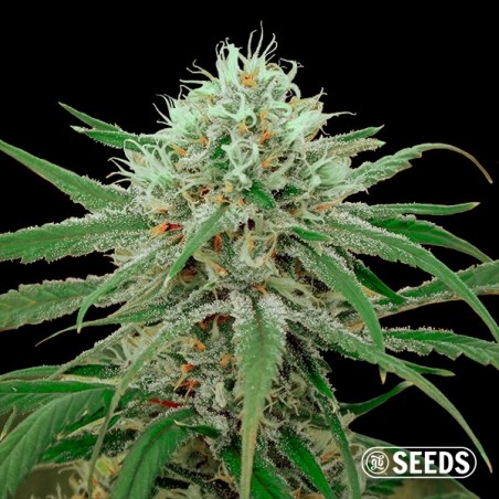 Critical Fast CBD bulk seeds - GB The Green Brand
