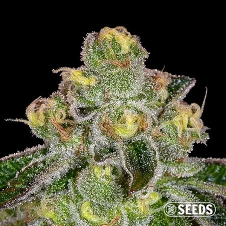 Girl Scout Cookies 100% bulk seeds - GB
