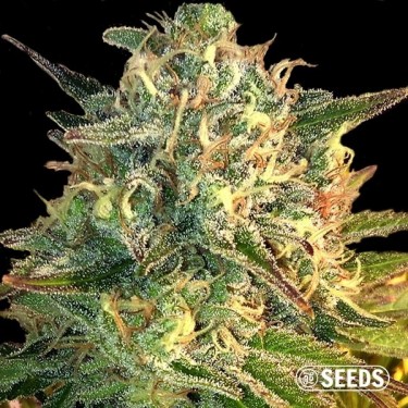 Auto Moby Dick autoflowering in bulk - GB