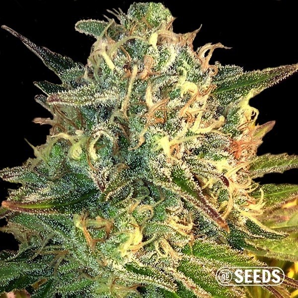 View Auto Moby Dick autoflowering in bulk - GB