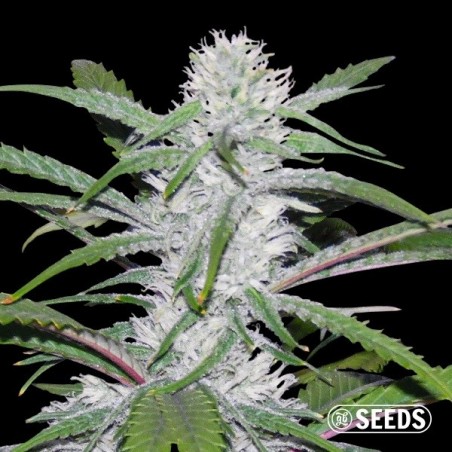 Moby Dick Fast bulk seeds - GB The Green Brand