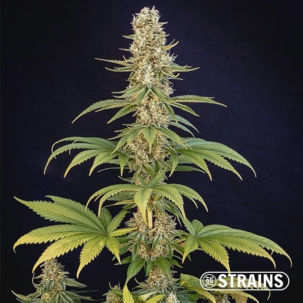 View Buy Bazookiez Limited Edition GB Strains - GB