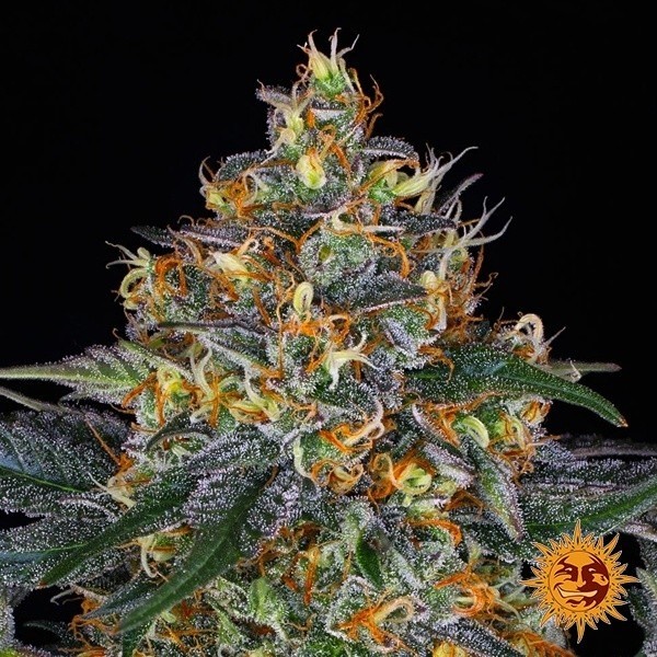 View Moby Dick Auto