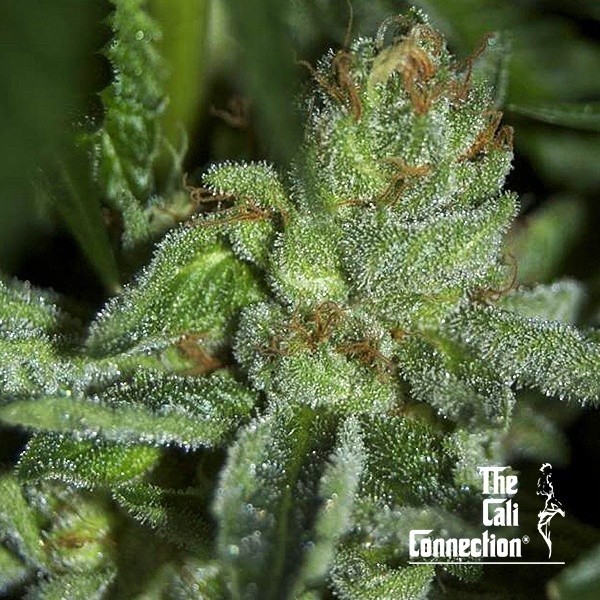 View Buddha Tahoe OG