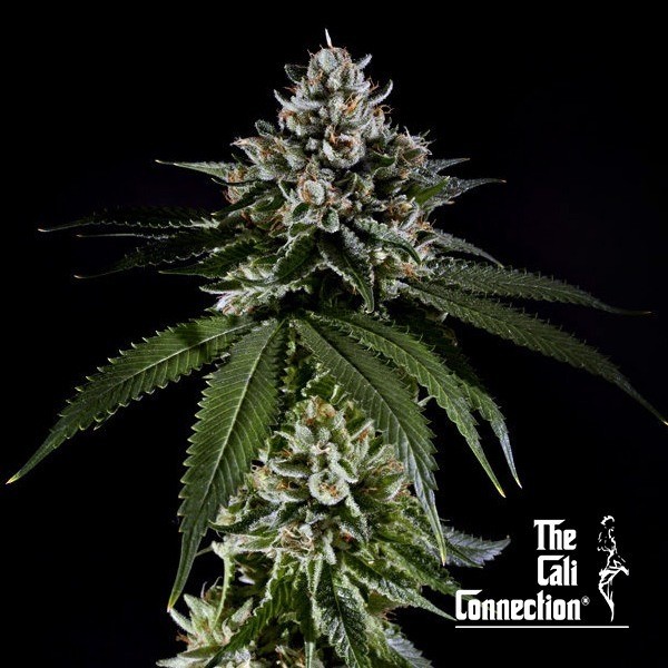 View Fire OG