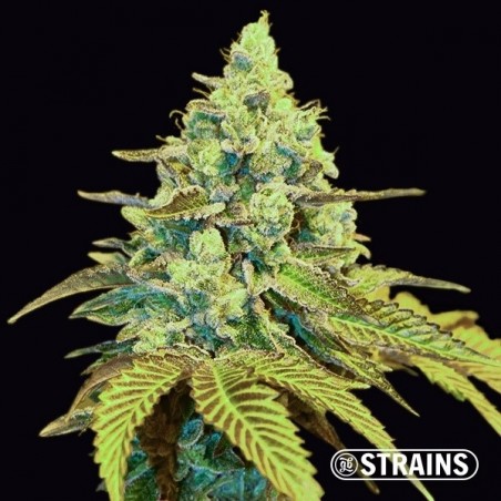 MAC (Miracle Alien Cookies) – Feminized Seed | GB Strains