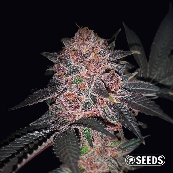 View Auto Purple Wookie CBD - GB The Green Brand