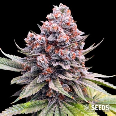 Auto Forbidden XXL by GB Seeds - GB The Green Brand
