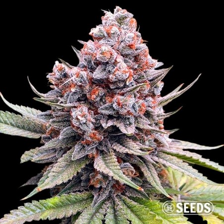 Auto Forbidden XXL by GB Seeds - GB The Green Brand