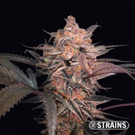 Mimosa Cocktail GB Strains | Feminized Seed