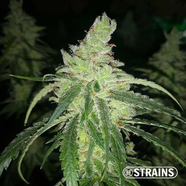 View GB Therapy CBD by GB Strains - Grow Barato