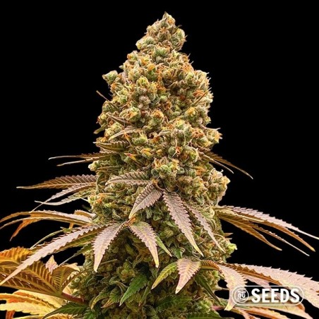 Auto Critical XXL CBD