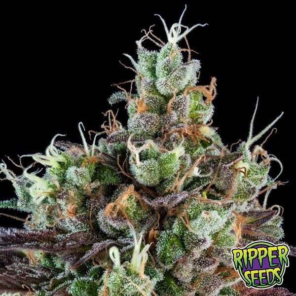 View Sour Ripper Auto