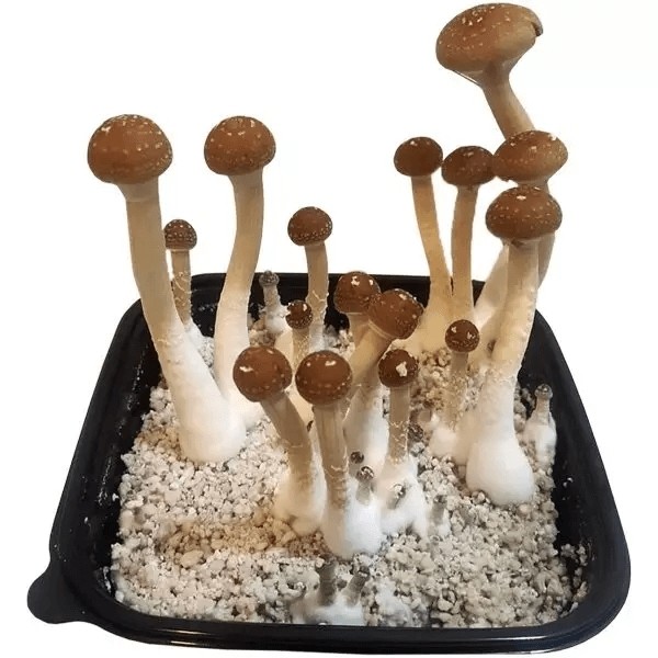 GB Magic Mushrooms - GB The Green Brand