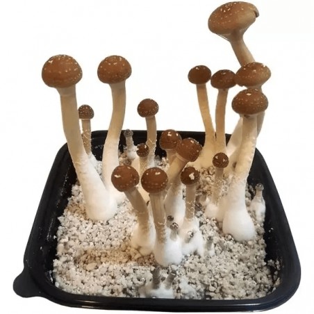 GB Magic Mushrooms - GB The Green Brand
