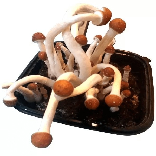 Magic Mushrooms B+ AK47 - GB The Green Brand
