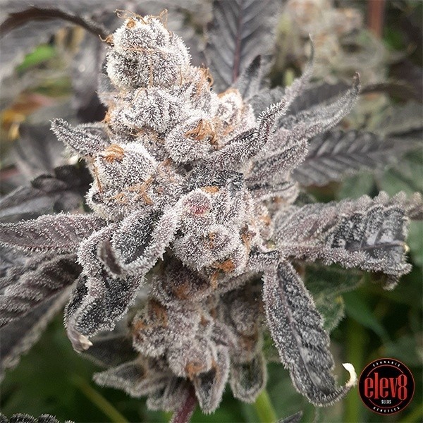 View Bakers Fruit by Elev8 Seeds - GB The Green Brand