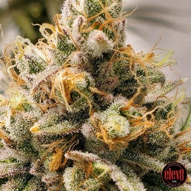 Frosty Melons by Elev8 Seeds - GB The Green Brand