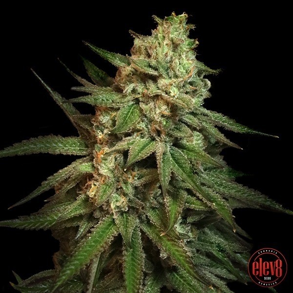 Snoop's Applefrizzle Elev8 Seeds - GB The Green Brand